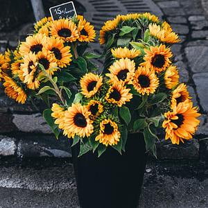 Sunflowers