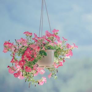 Hanging Flowers