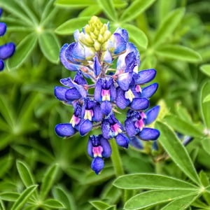 Bluebonnets