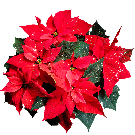Poinsettia