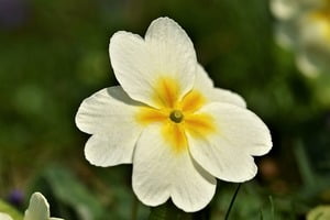 Primrose